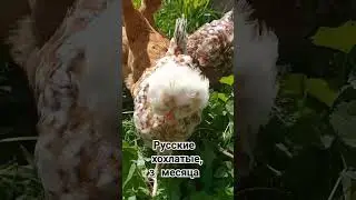 Русские хохлатые цыплята прекрасны 