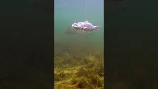 Wonder-fish ⬅️ ➡️
