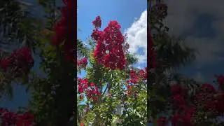 Ringling College is in full bloom! 🌺