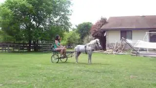 Napoleon Driving