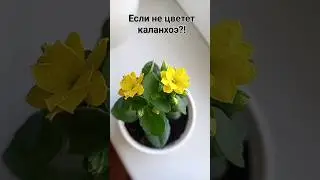 Не цветёт каланхоэ? Добавь света! #растениянаподоконнике #plants #shorts