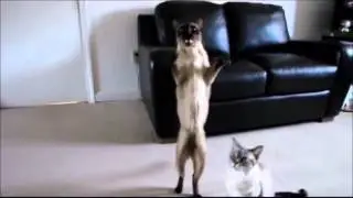 Cats+Water4