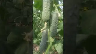 Огурцы дают