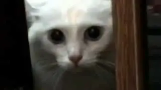 Кошка говорит УХОДИ УХОДИ УХОДИ