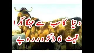 Expensive goat of the world | Unbeliveble price |