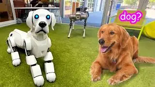 My Dogs Vs Robot Dogs! 🦾