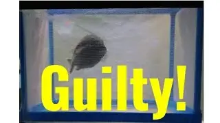 African Cichlids | Fish Bully | Fish Jail