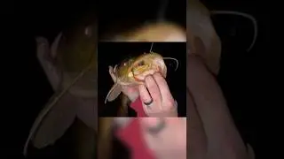 LOOK what this catfish swallowed!!
