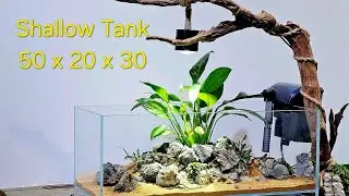 Setup a shallow art Style fish tank to raise guppy | Hồ thủy sinh đẹp | 50 x 20 x 20