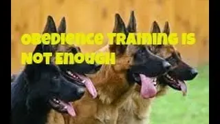Dog Training Basics Obedience Training Is Not Enough