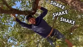 Free Apples - Shake It Up!