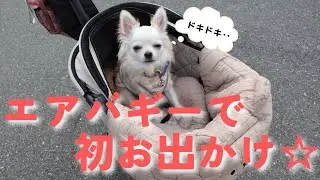 【エアバギーウィズ☆】ふく君、初めてのお出かけ‼︎