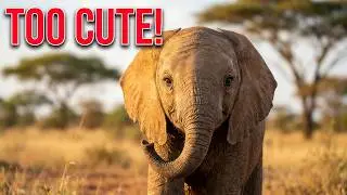 Baby elephants in Kenya