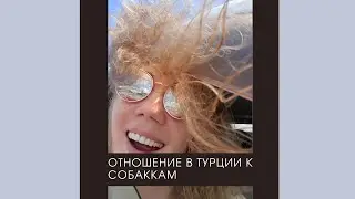 Как в Турции относятся к бродячим собакам