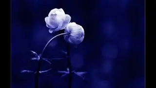 СОВМЕСТИМОСТЬ ДЕРЕВО ИНЬ/Астрология