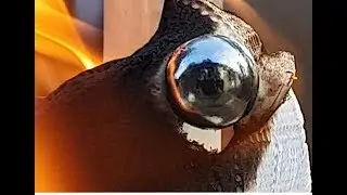 Fire paper burnt in slow motion and macro