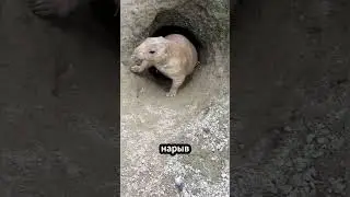 Как работает пылесос для луговых собачек 🤔