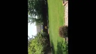 Song Sparrow Songs - Indiana