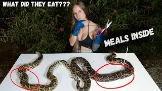 What did these Invasive Pythons Eat???