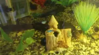 Сом