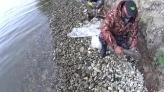 Ловля сома с берега на донки...