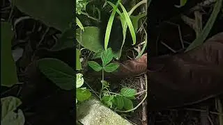 LOVE TO BIRDS