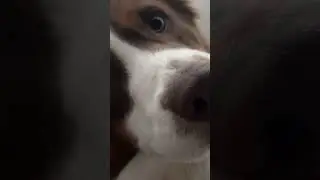 ITS AN EMERGENCY #puppy #emergency #bathroom #cute #funny #fail #australianshepherd #viral #dog #lol