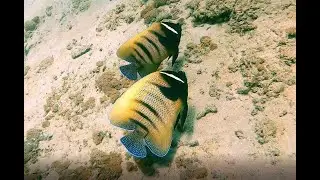 Bali - Sechsbinden-Kaiserfische, September 2023