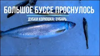 Сахалинская рыбалка: оз. Большое Буссе рыба пошла:)