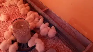 Бройлеры. Прибавление. Жизнь продолжается...