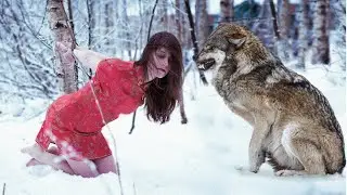 The ex-husband tied his wife to a tree and left. What the wolf did to her surprised everyone!
