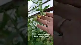 подкормки томатов в августе