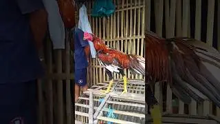 ternyata semi lidi, kirain#shorts #ayam #chickentypes