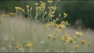 Chantecaille Wild Meadows: Preserving Beautiful Biodiversity