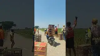 Suasana lepasan merpati balap