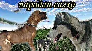 Пародаи сагхо. Сибирская сабака,саги чупони, навъи саги пит