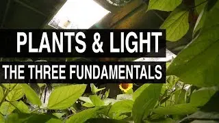 The Three Fundamentals : Plants & Light #101