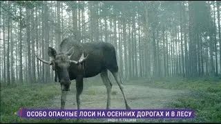 Осенний гон лосей. Правила поведения в лесу