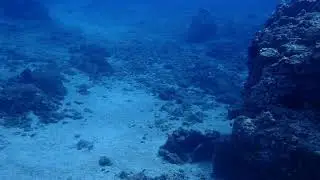 White-tip Reef Shark at Makena Landing