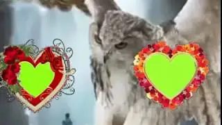 Green screen background flower animation effects video