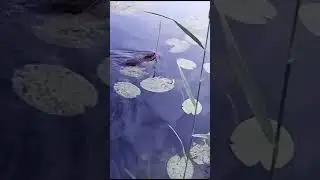 Ондатра милая крыска