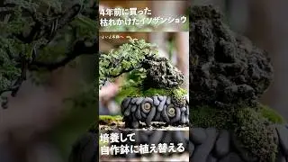 枯れかけた木を４年培養して自作鉢に植える【盆栽Q】