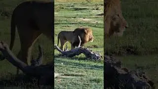 The huge lion called Tsunami - The biggest lion in Savuti!