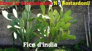 Dopo la Scozzolatura No Bastardoni!