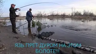 60 кг РЫБЫ за 4 часа с БОЛОТА! БЕШЕНЫЙ  КЛЕВ ЯЗЕЙ НА ГОЛЫЙ КРЮЧОК! НАРВАЛИСЬ НА ХОД РЫБЫ С ТРУБЫ!🐬🎣