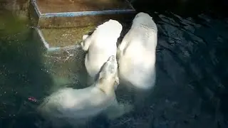 Белые медведи на даче.  Герда не выдержала и прыгнула в воду, чтобы искупаться вместе с медвежатами.