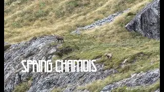 Glorified Goats | Chamois Hunting in New Zealand 2017