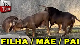 🚂 Scorpion, Tayla e Kate Marrone família de Pit Monster
