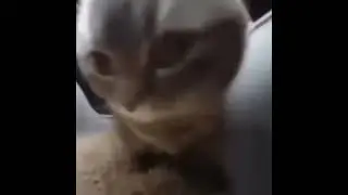 CHIPI CHIPI CHAPA CHAPA DUBI DUBI DABA DABA (EUROBEAT REMIX)