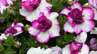 ‼️Ура,Ура‼️Посылка от любимой подруги💖Скоро открою альбом с бегониями( смотрим до конца)🌺🌺🌺